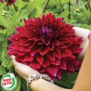 Zorro Dahlia Thumbnail